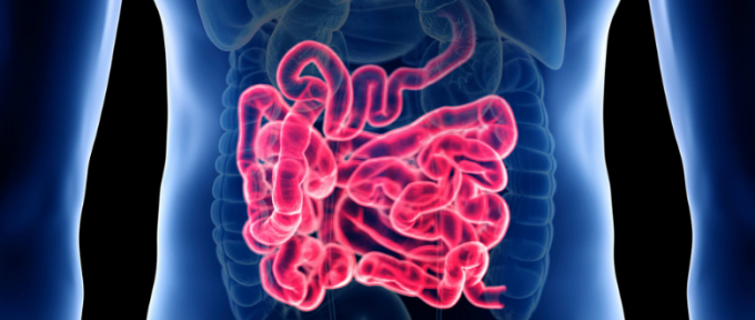 picture of bowel anatomy