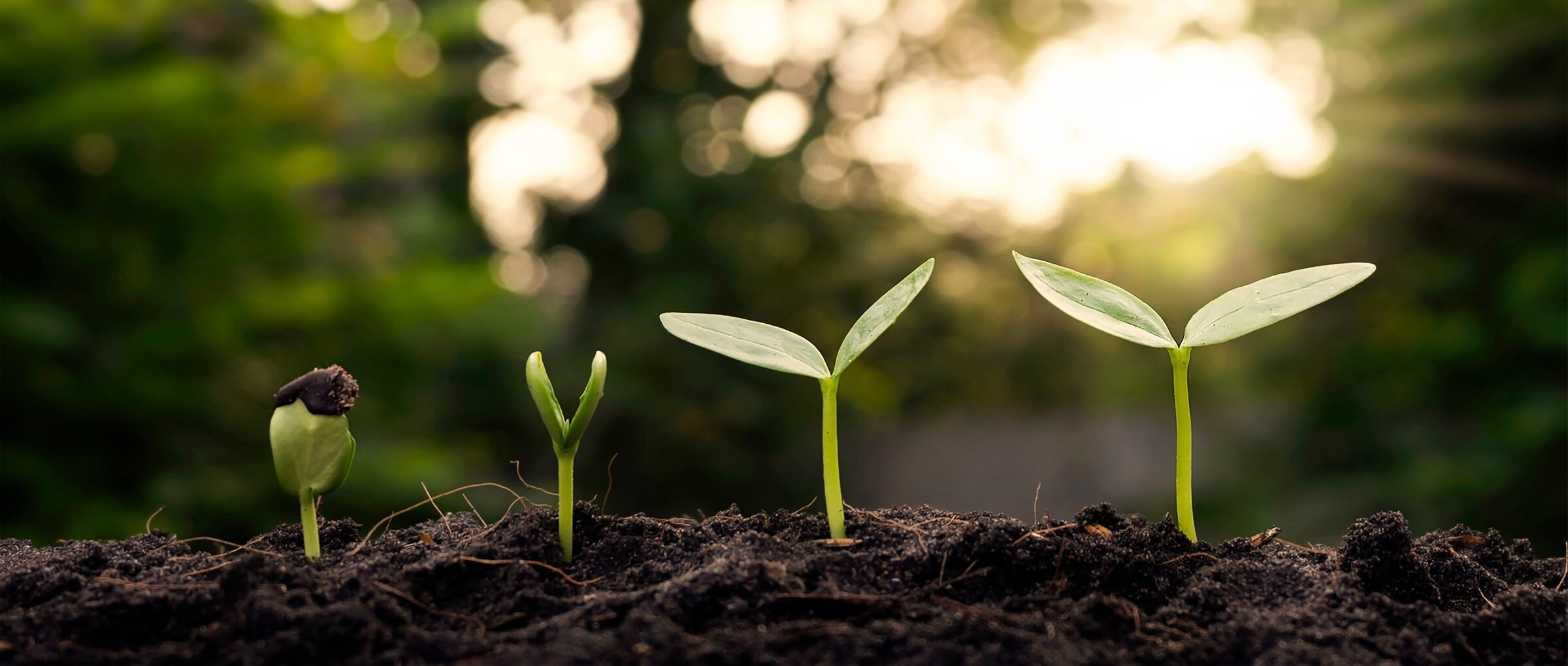 A stock image for sustainability incontinence products, showing a sunlit forest with four plant seedlings