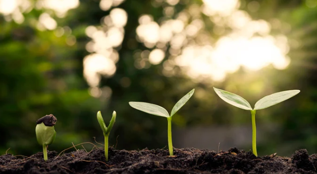 Four green shoots sprouting out of the earth