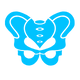 Stylized blue anatomical illustration of the pelvic region, representing the pelvic floor or related anatomy.